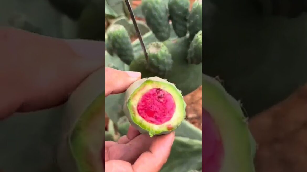 Enjoy beautiful God Gift 🎁 🍌 🍎🍏 🥝 🍊🍊🍊#shorts #viralshorts #fruitcarving  #fruitcarvingwatermelon