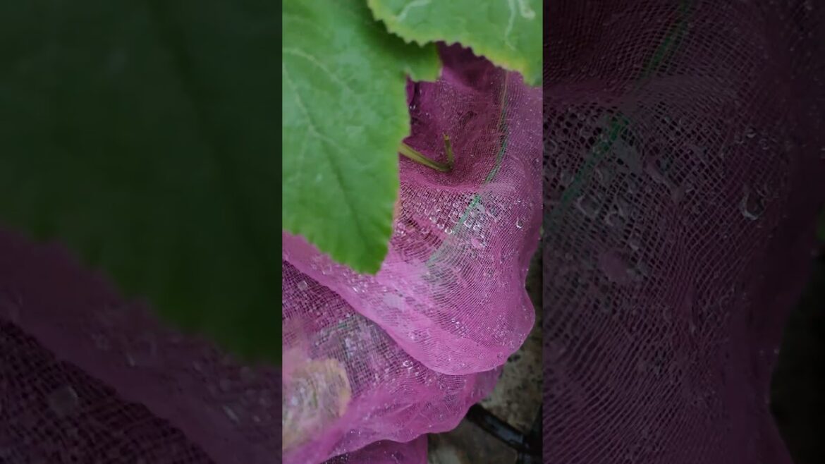 Asmr Vegetable #asmr #gardening #vegetablegardening #nature #flower