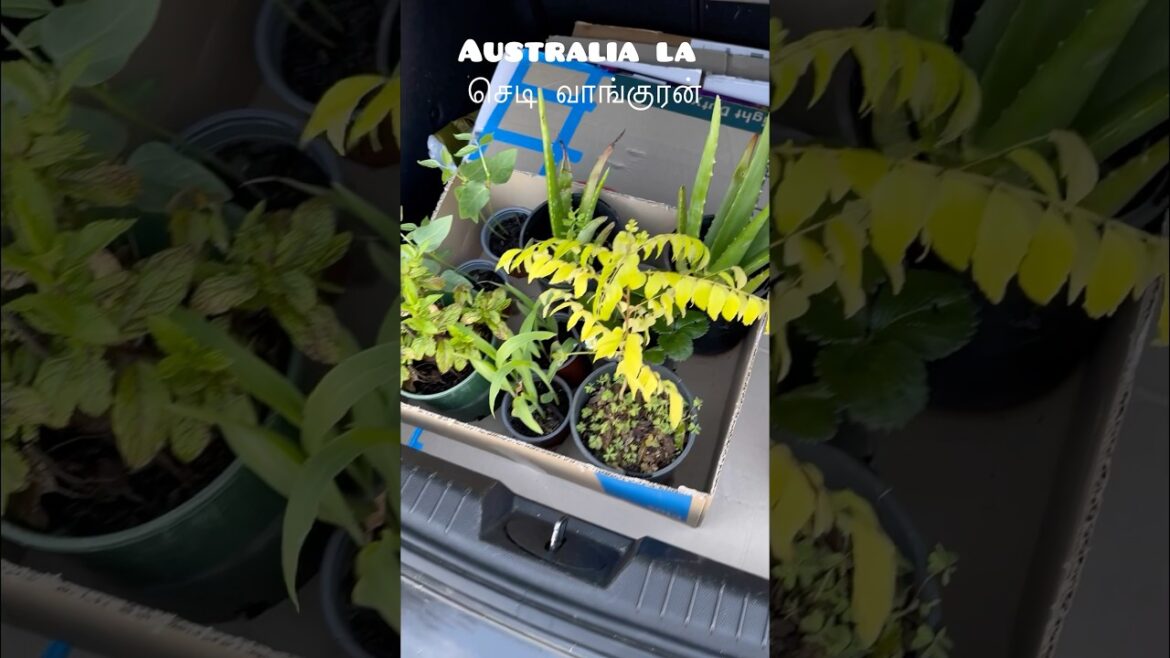 Australia la plants ah veetla valathu sell panranga | 🪴 #melbournetamil #australiantamil #plants