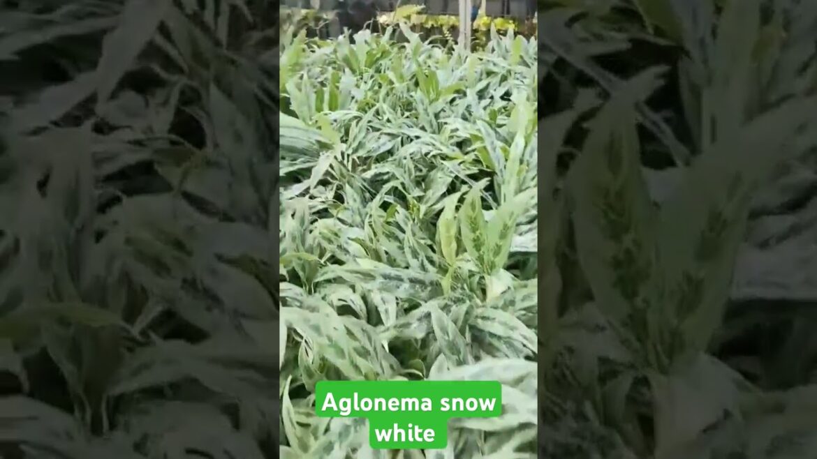 Aglonema snow white @JankiMohod #plantation #horticulture #plants