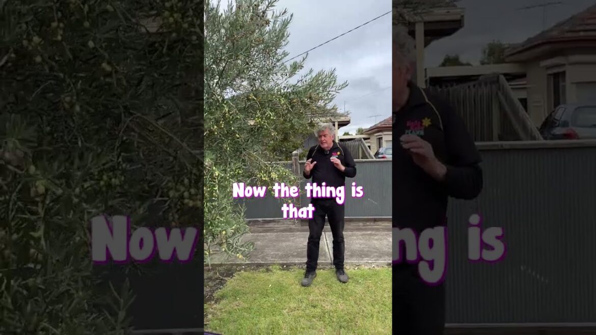 This Abandoned Olive Tree is Absolutely THRIVING This Abandoned Olive Tree is Absolutely THRIVING