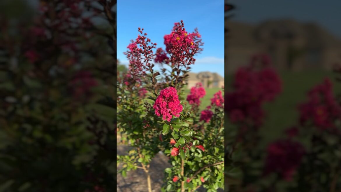 Landscape w/ Japanese Maple & Crape Myrtle Trees + Azaleas 2024