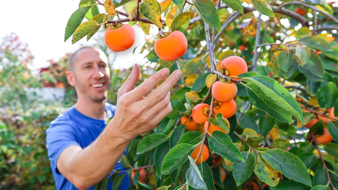 James Prigioni: The One Fruit Tree EVERYONE Should Be Growing… Easy, Reliable, and Delicious The One Fruit Tree EVERYONE Should Be Growing... Easy, Reliable, and Delicious