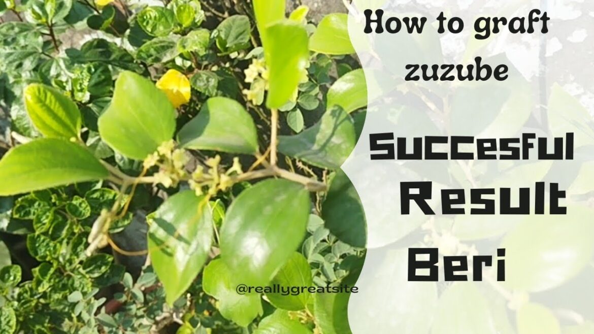 how to grafting a zuzube and grafting tips to get frutiing in zuzube ( beri)#trending how to grafting a zuzube and grafting tips to get frutiing in zuzube ( beri)#trending