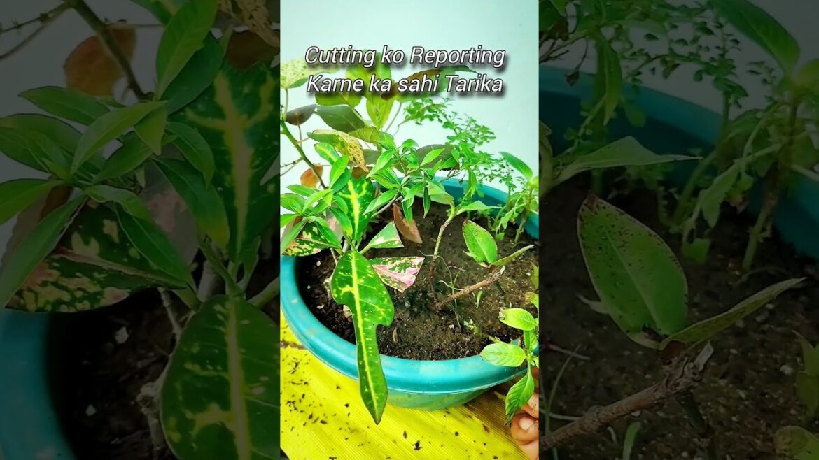 Tips For Reporting | How To Reporting Plant | Repot | Reporting #shortvideo #garden #shorts