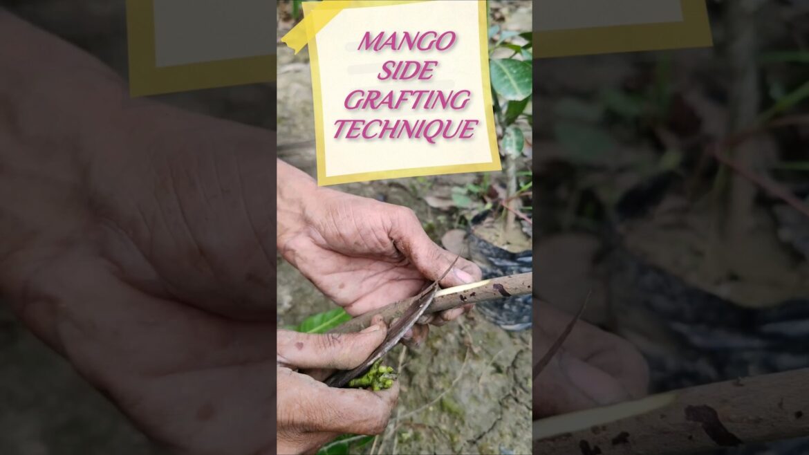 Mango Side Grafting Techniques #shorts #short #shortvideo Mango Side Grafting Techniques #shorts #short #shortvideo