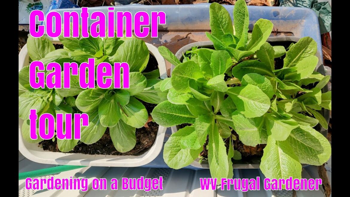 Container garden tour