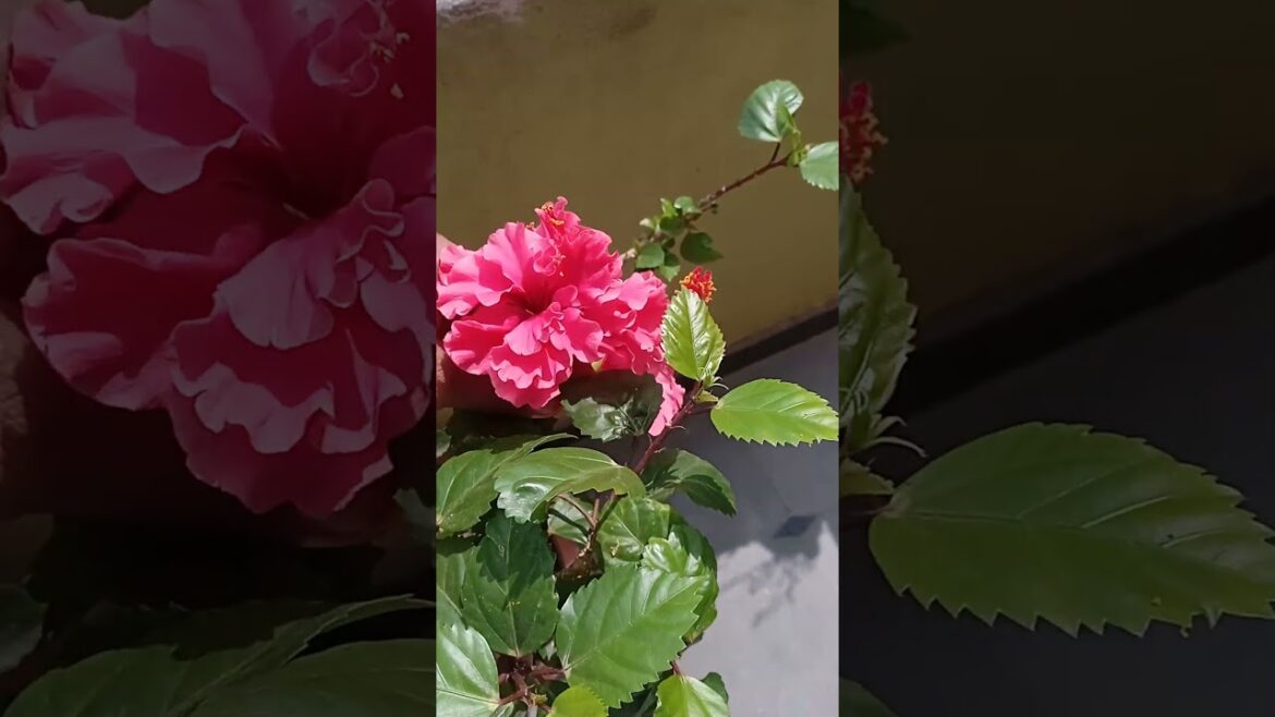 Mudha mandaram #hibiscus flowers@ముద్ద మందారం#