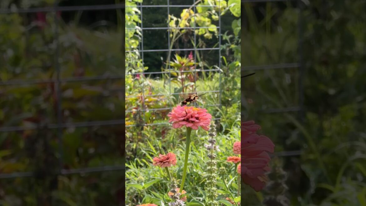 Hummingbird bumblebee hybrid or something else? #weird #bug #insects #gardening Hummingbird bumblebee hybrid or something else? #weird #bug #insects #gardening