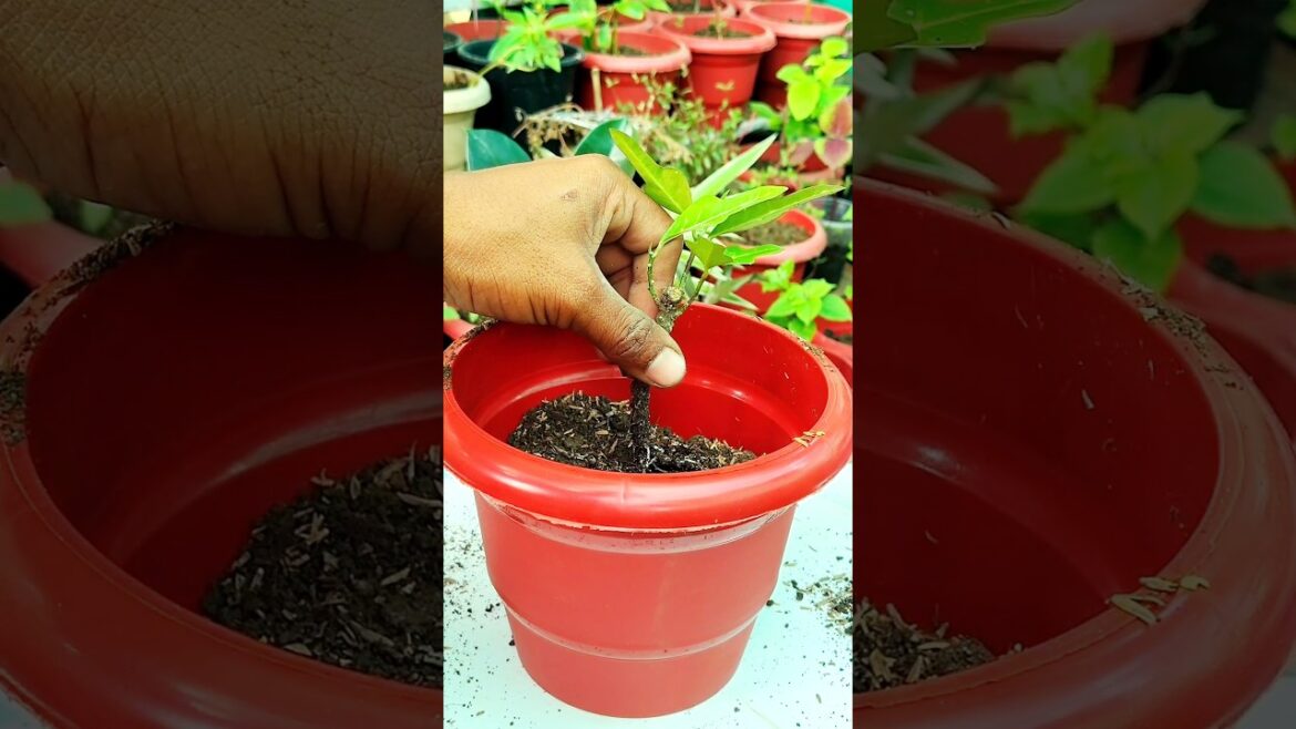 Tips For Repotting Plant | How To Repotting Plant #shorts #gardening #croton #shortvideo #garden Tips For Repotting Plant | How To Repotting Plant #shorts #gardening #croton #shortvideo #garden