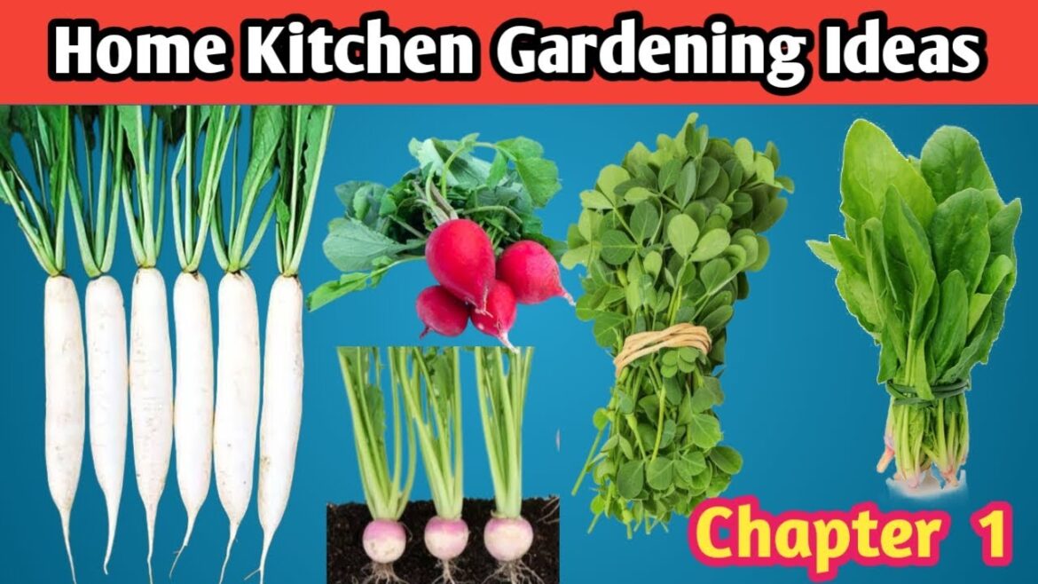 Home Kitchen Gardening Ideas Chapter 1| Winter Vegetable Gardening 2024 | How to Grow Vegetables Home Kitchen Gardening Ideas Chapter 1| Winter Vegetable Gardening 2024 | How to Grow Vegetables