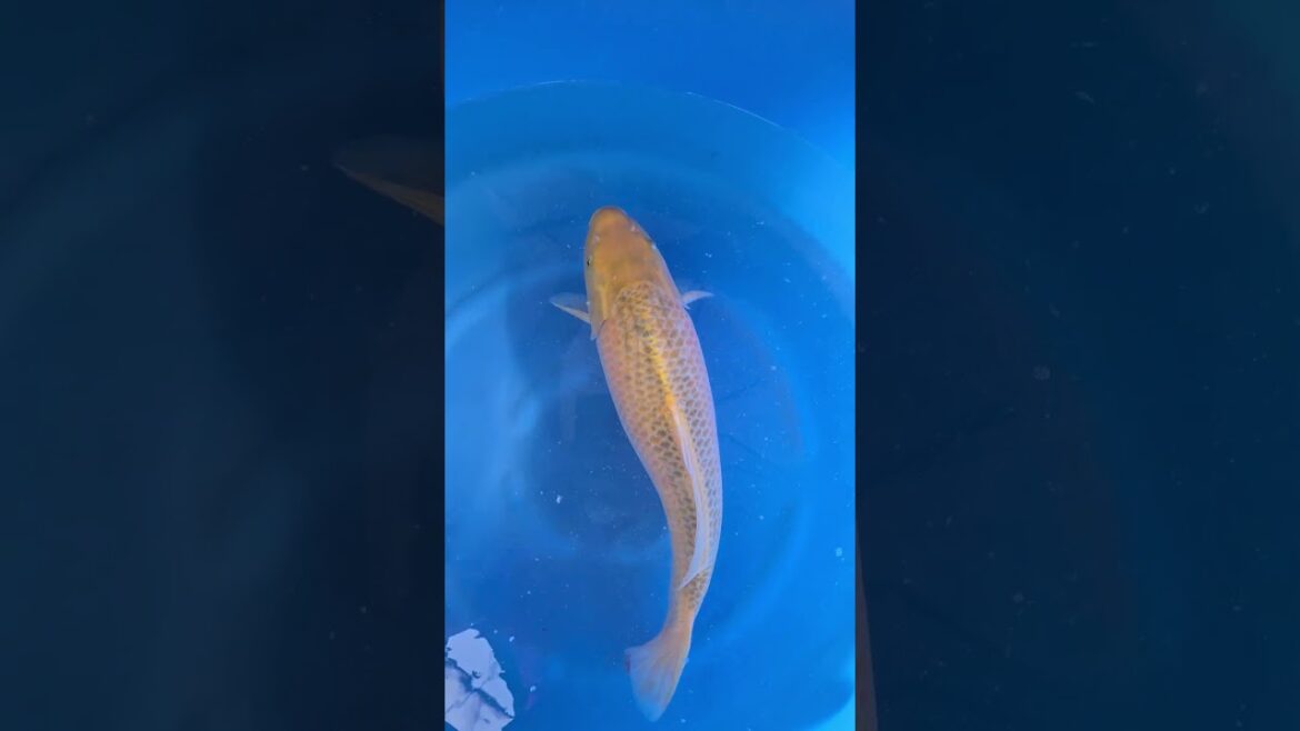 Koi purchases Japan trip 2024 20241018 131925