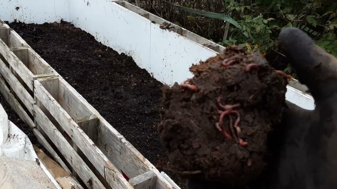 How Do I Prepare My Rhubarb For Winter 🔥 ❄️🔥 Jobs For November & Allotment Gardening On A Budget