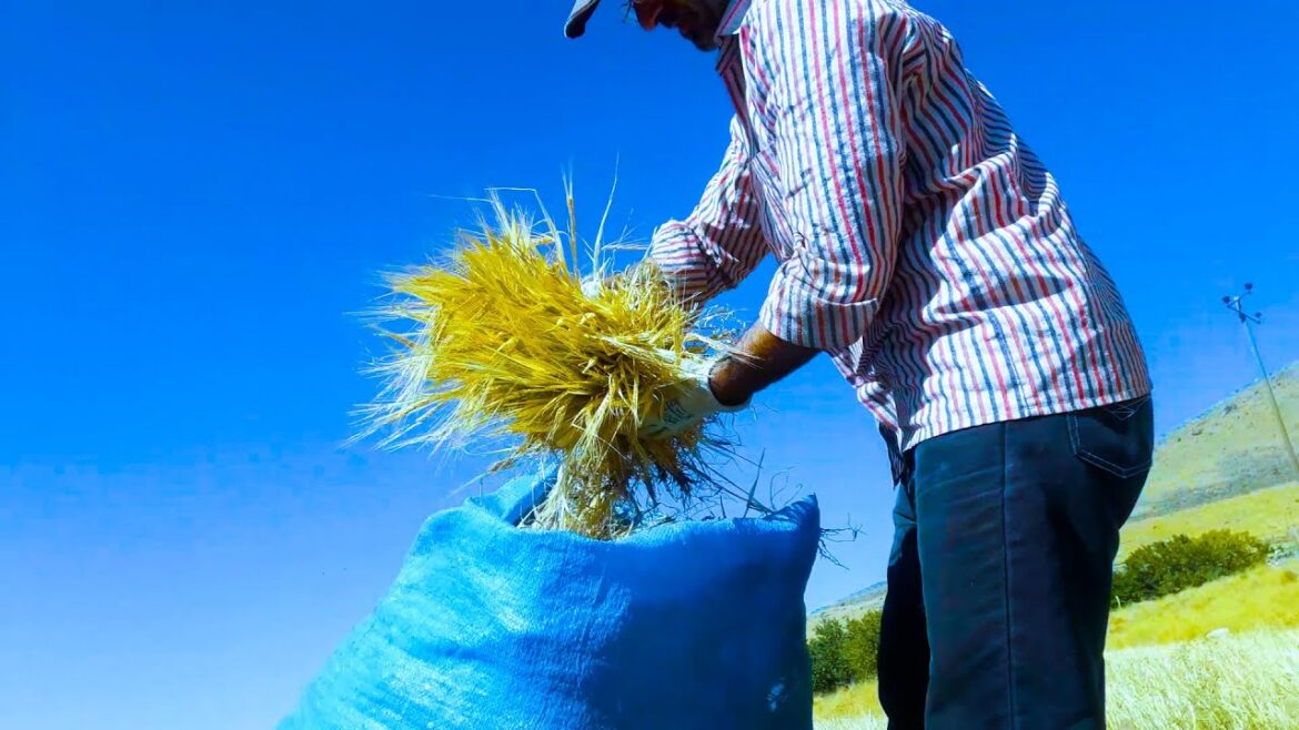 Village Harvest: A Day in the Life with Relaxing | Wheat picking in the Serene Countryside Village Harvest: A Day in the Life with Relaxing | Wheat picking in the Serene Countryside