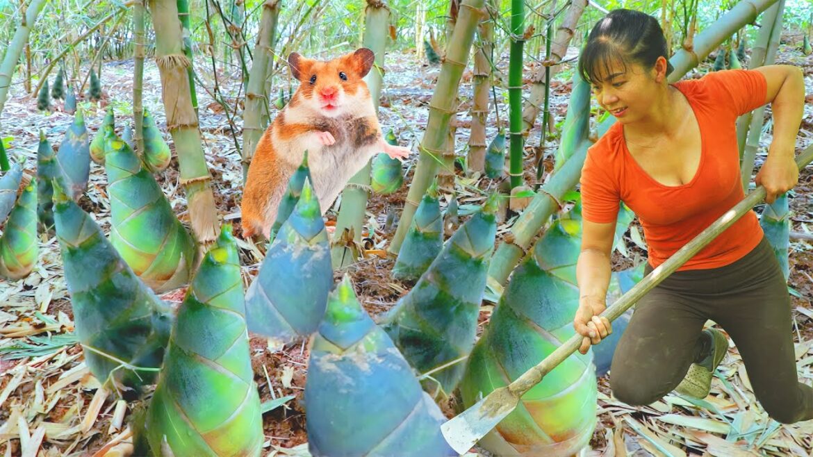 Harvesting Bamboo Shoots Goes To Market Sell - Vegetable Gardening | Phuong Daily Harvesting