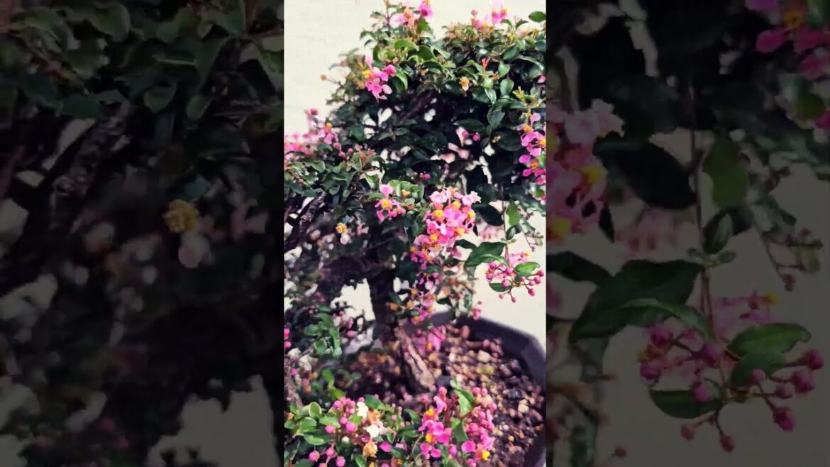 Malpigia Glabra Bonsai @adityasvisionaryvlogsforu