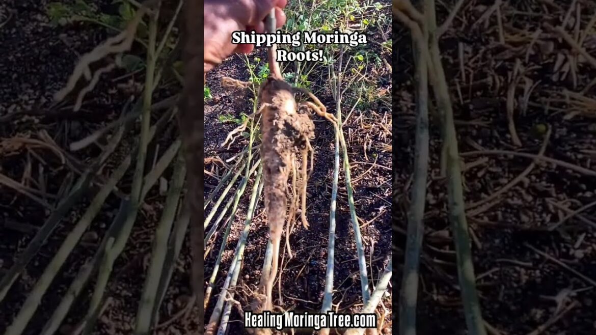 🌳MORINGA TREE BARE ROOTS FOR SALE! #moringatrees # #permaculture #moringafarm #moringaroots 🌳MORINGA TREE BARE ROOTS FOR SALE! #moringatrees # #permaculture #moringafarm #moringaroots