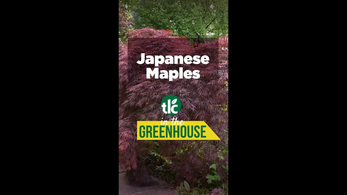 In the Greenhouse | Japanese Maples