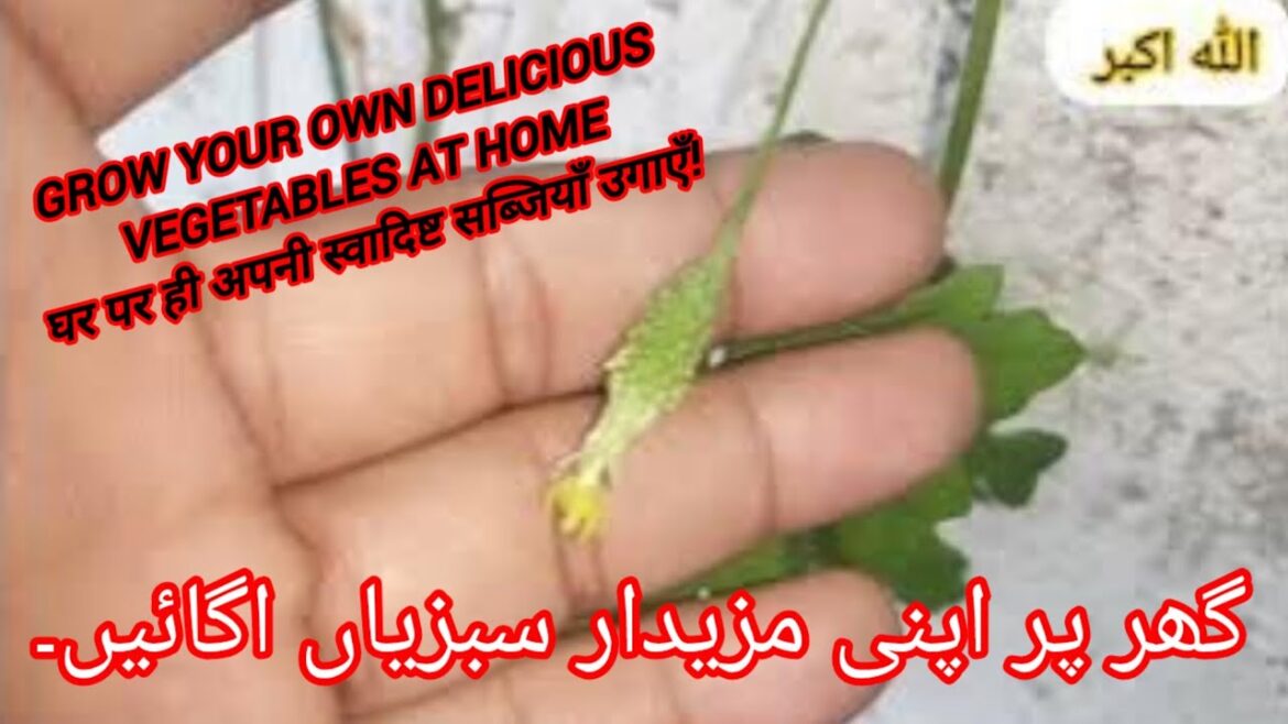 GROW YOUR OWN DELICIOUS VEGETABLES AT HOMEघर पर ही अपनी स्वादिष्ट सब्जियाँ उगाएँ! GROW YOUR OWN DELICIOUS VEGETABLES AT HOMEघर पर ही अपनी स्वादिष्ट सब्जियाँ उगाएँ!