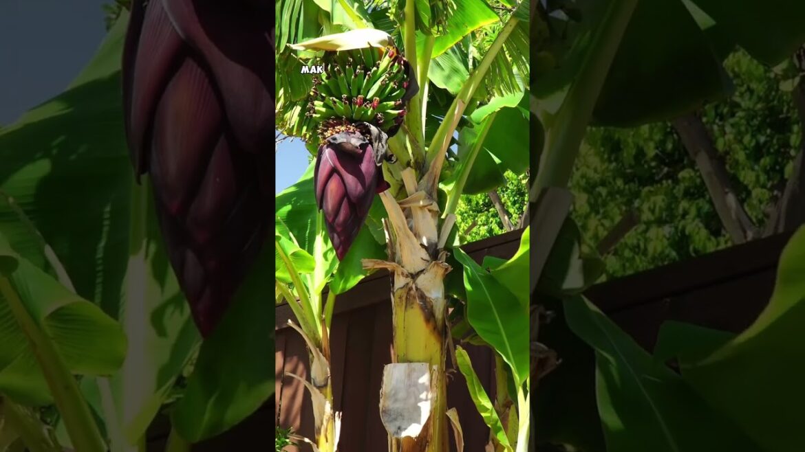 California Gardening: How to Grow Bananas in Your Backyard Garden – Easy Tips and Tricks! How to Grow Bananas in Your Backyard Garden – Easy Tips and Tricks!