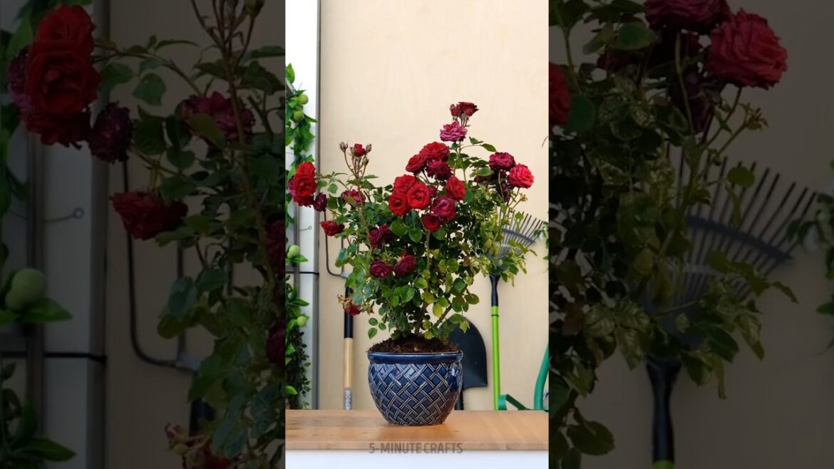 Garden Goals, Achieved ✅🪴 Garden Goals, Achieved ✅🪴