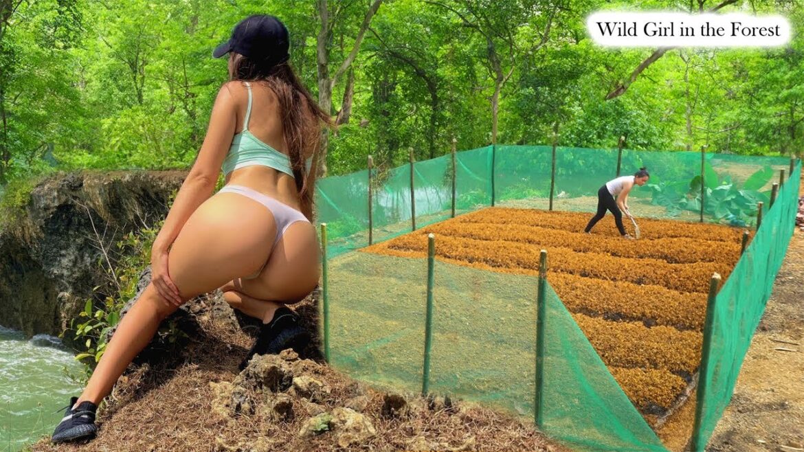 Timelapse: Vegetable Gardening, Building a Kitchen, Building a flower Garden, Talented Girl Timelapse: Vegetable Gardening, Building a Kitchen, Building a flower Garden, Talented Girl