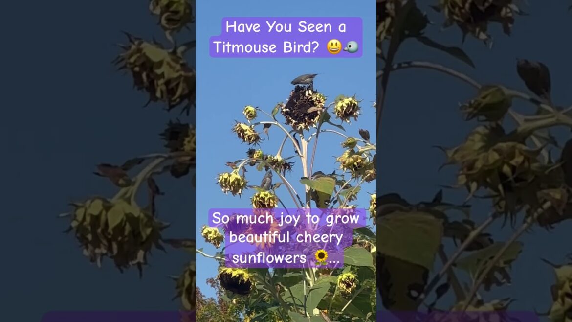 Have You Seen a Titmouse 🐦 😃? #shorts #garden #gardening #birds