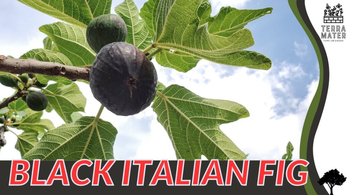 Black Italian Fig: Growing Tips and Benefits (Ficus carica 'Black Italian')