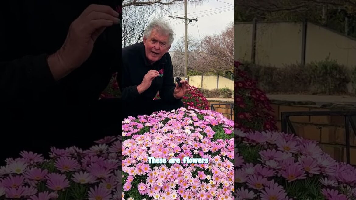 How to Easily Add Colour to Your Garden in Winter!🌈