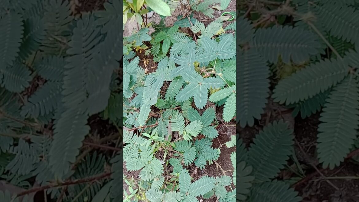 छुई मुई का पौधा कैसे लगाते है #plants #shorts#garden #viralshorts