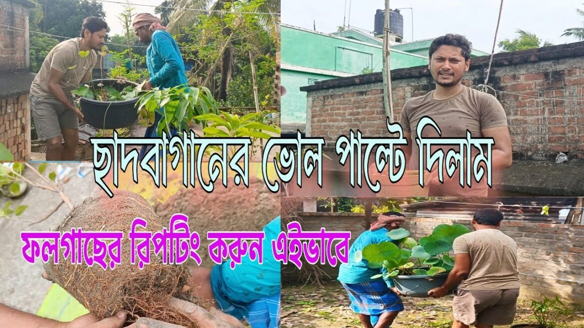 আমাদের ছাদবাগানের মেক ওভার হোলো | আপেল ও আম গাছের রিপটিং করলাম #gardening #gardeninghacks