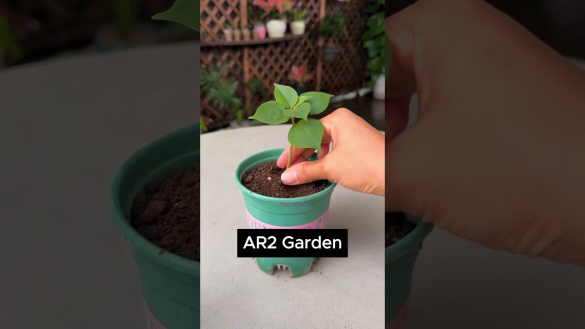 Garlic to Green: A Quick Gardening Hack #garden #plants Garlic to Green: A Quick Gardening Hack #garden #plants