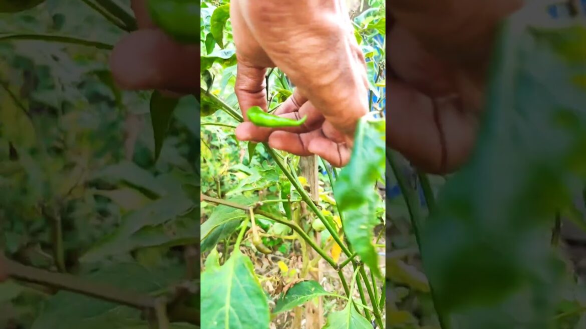 Todays harvest in my beautiful home garden #harvest #vegetables #trending #shorts #shortsfeed Todays harvest in my beautiful home garden #harvest #vegetables #trending #shorts #shortsfeed