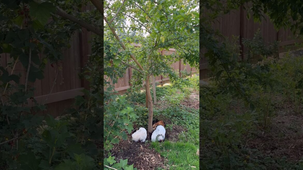 Garden Walk #shorts #garden #gardening #plum  #fruittrees #foodforest Garden Walk #shorts #garden #gardening #plum  #fruittrees #foodforest
