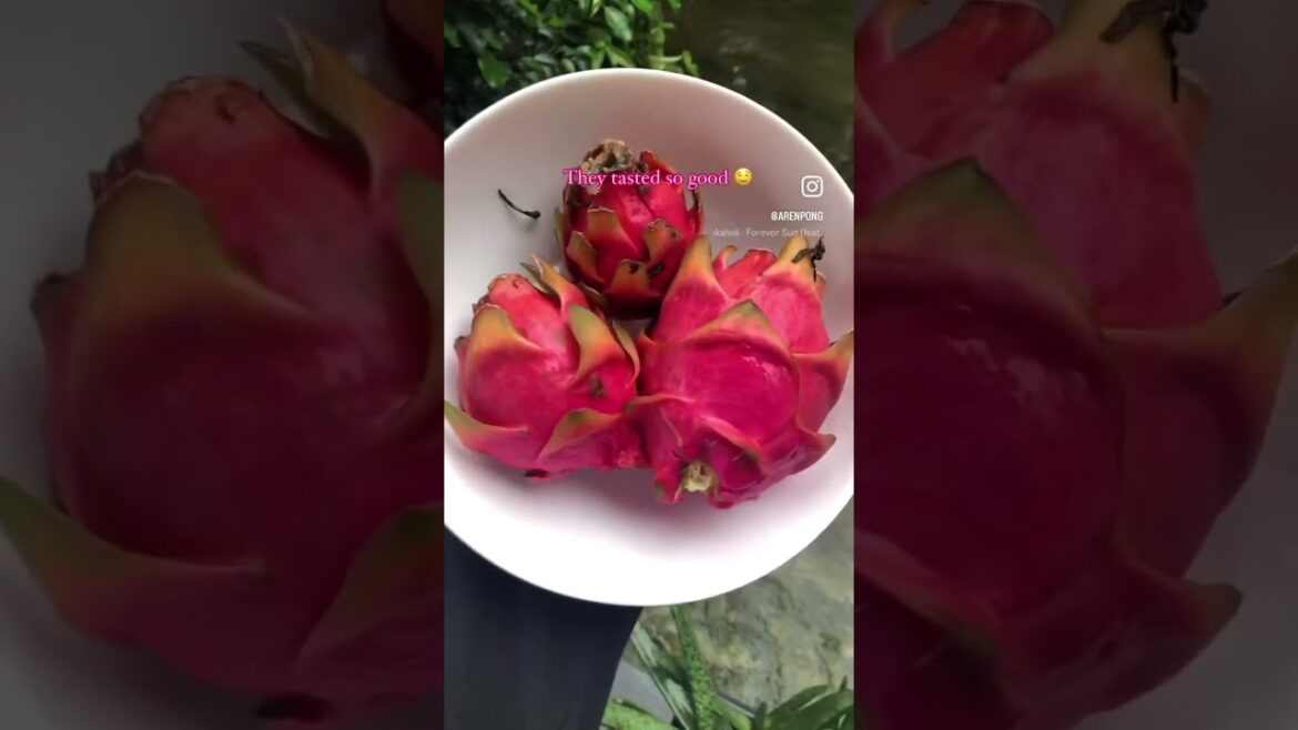 Dragonfruit / Pitaya in our front yard. #fruit #gardening #dragonfruit