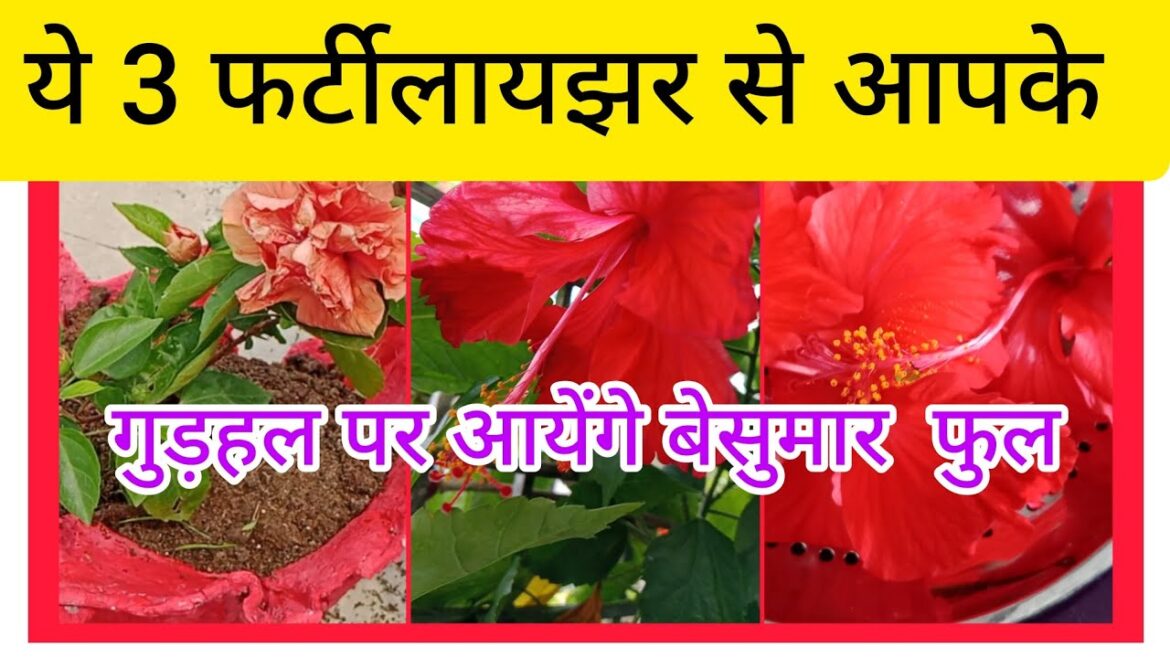 गुडहल पर 3 चमत्कारी फर्टीलायझर  का जादू से आयेंगे ढेरों फुल#hbiscus plant care #gardening#flowers
