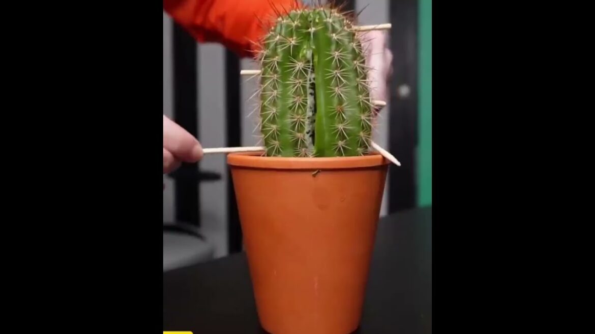 Kya Aapke Cactus Mein Dragon Fruit Nikal Sakte Hai? #facts #dragon