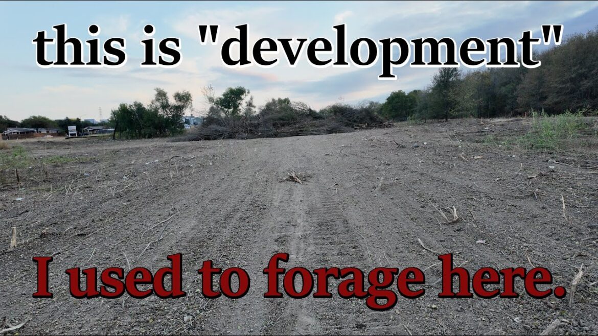 The nonconsensual ravage of Austin’s wild nature The nonconsensual ravage of Austin's wild nature