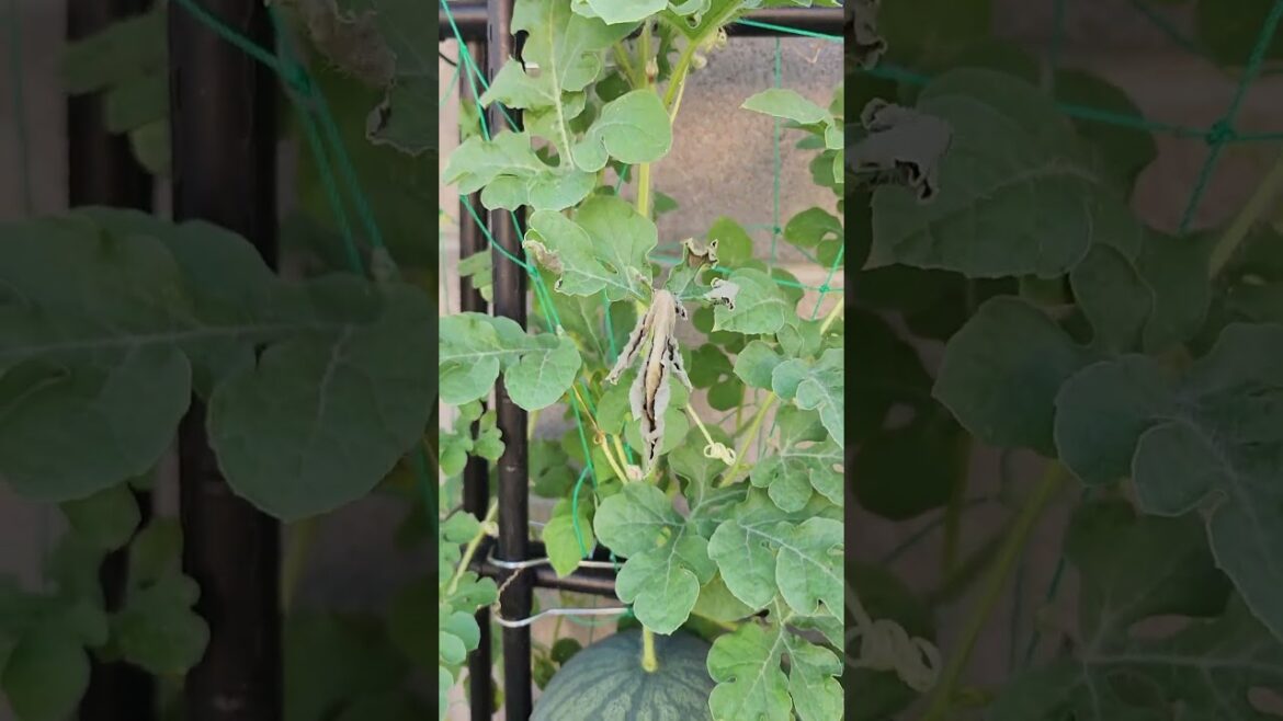 Look at that fat fat #watermelon #lasvegas #garden #containergardening #vertical