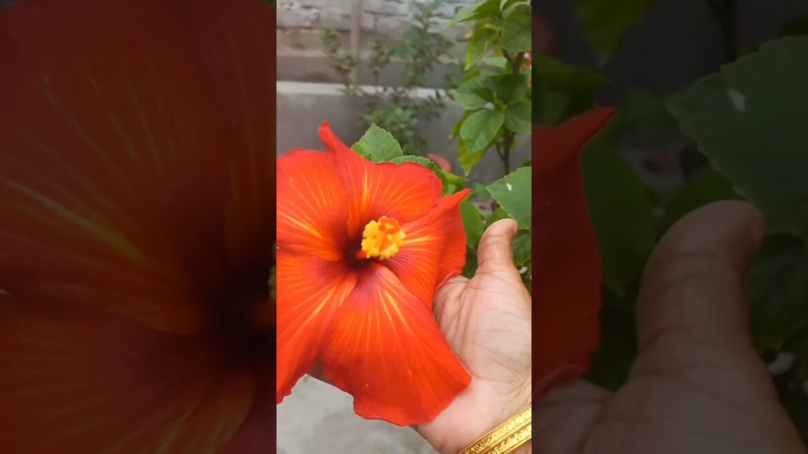 Nazar hatake too dekho.... #shorts #viralvideo #gardening #flowers