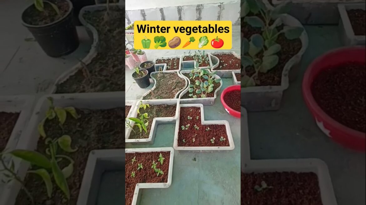 नवंबर में कौन-कौन सी सब्जियां लगाएं|November mein Kaun Si Sabjiyan Lagai Jaati Hai? #shorts🍅🥬🥒🥕🥦🥔🫑🍒 नवंबर में कौन-कौन सी सब्जियां लगाएं|November mein Kaun Si Sabjiyan Lagai Jaati Hai? #shorts🍅🥬🥒🥕🥦🥔🫑🍒