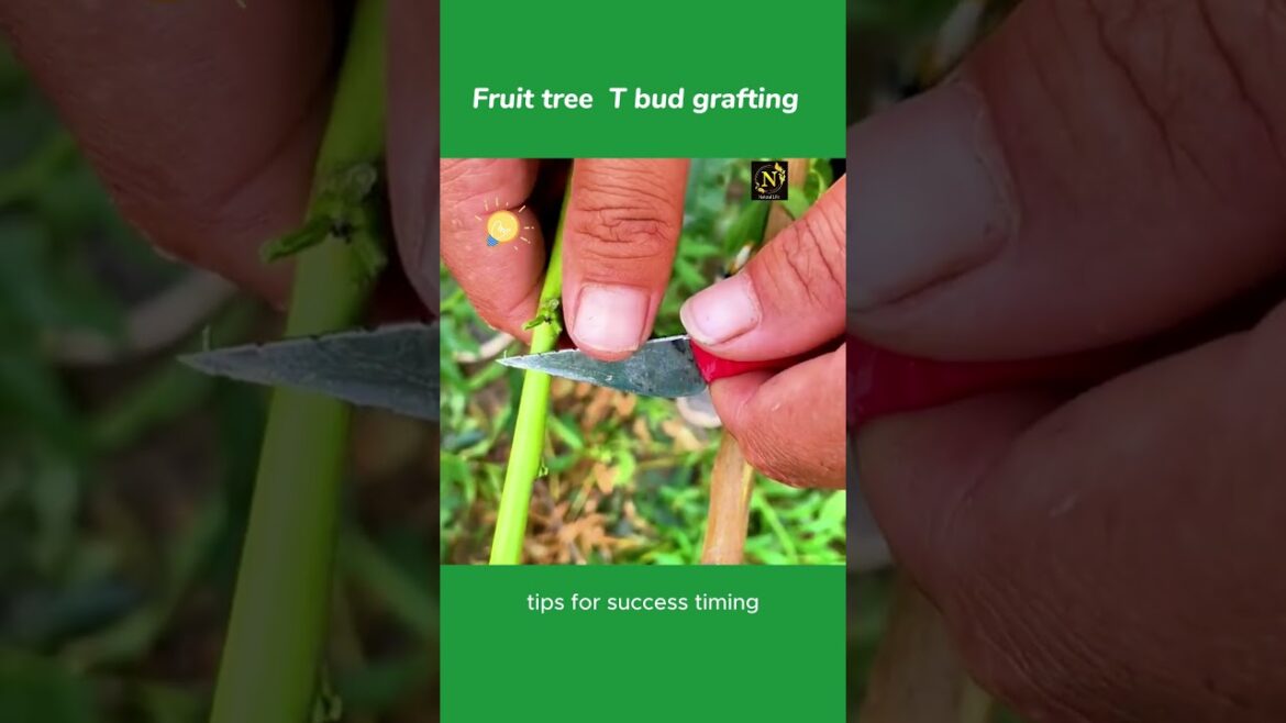 Fruit tree T bud grafting .#garden #tips #viral #ai #shorts #youtubeshorts #youtubeshort #usa Fruit tree T bud grafting .#garden #tips #viral #ai #shorts #youtubeshorts #youtubeshort #usa