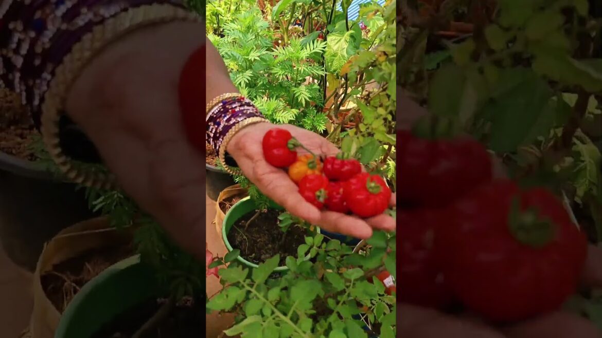 Kasi Tomatoes Harvesting #shorts #ytshorts #gardening
