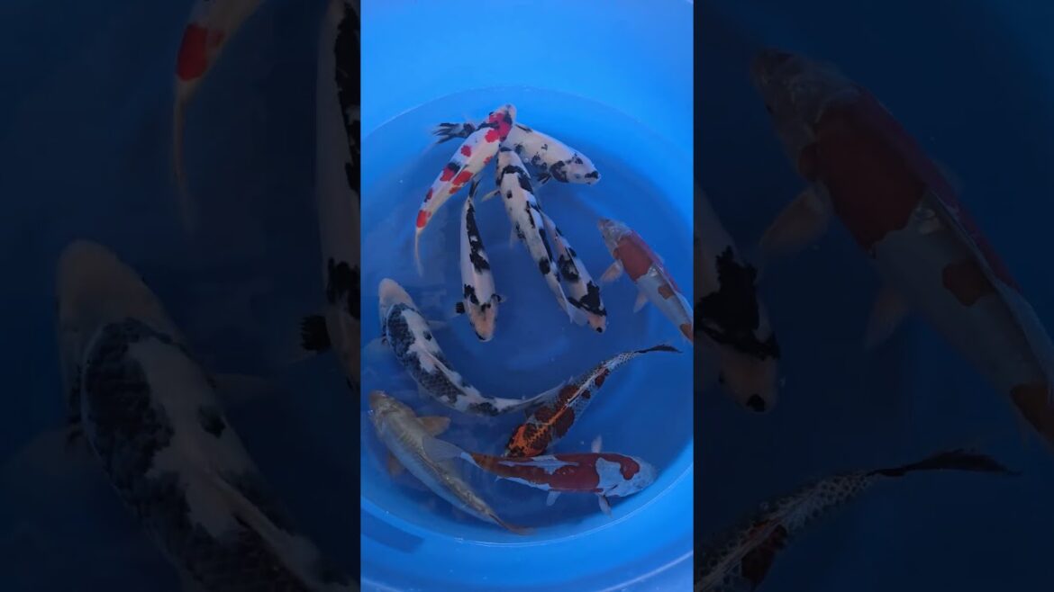 Koi purchases Japan trip 2024 20241024 101118