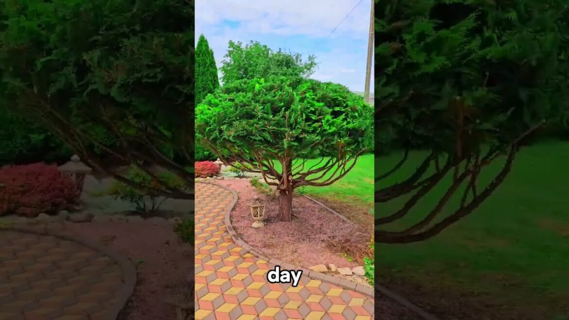 Satisfying Gardening Work 🌳 #garden #gardening #satisfying #cleaning  #grass #lawn #viral #fyp #82