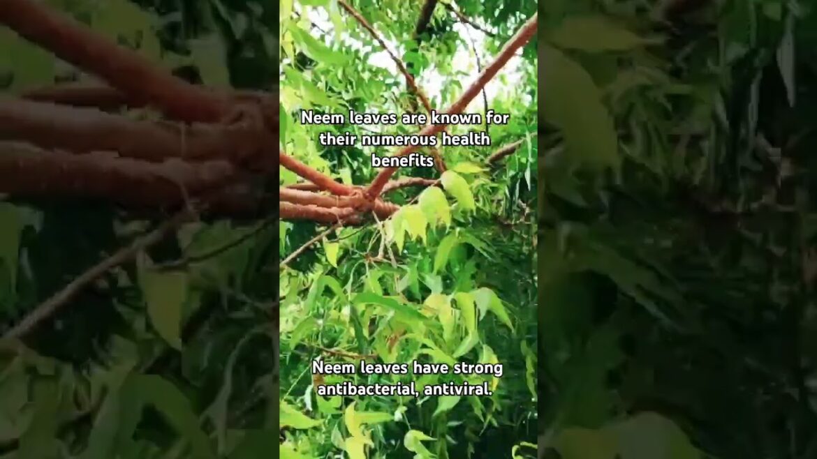 Neem leaves have strong antibacterial, antiviral#supply #neem#planting