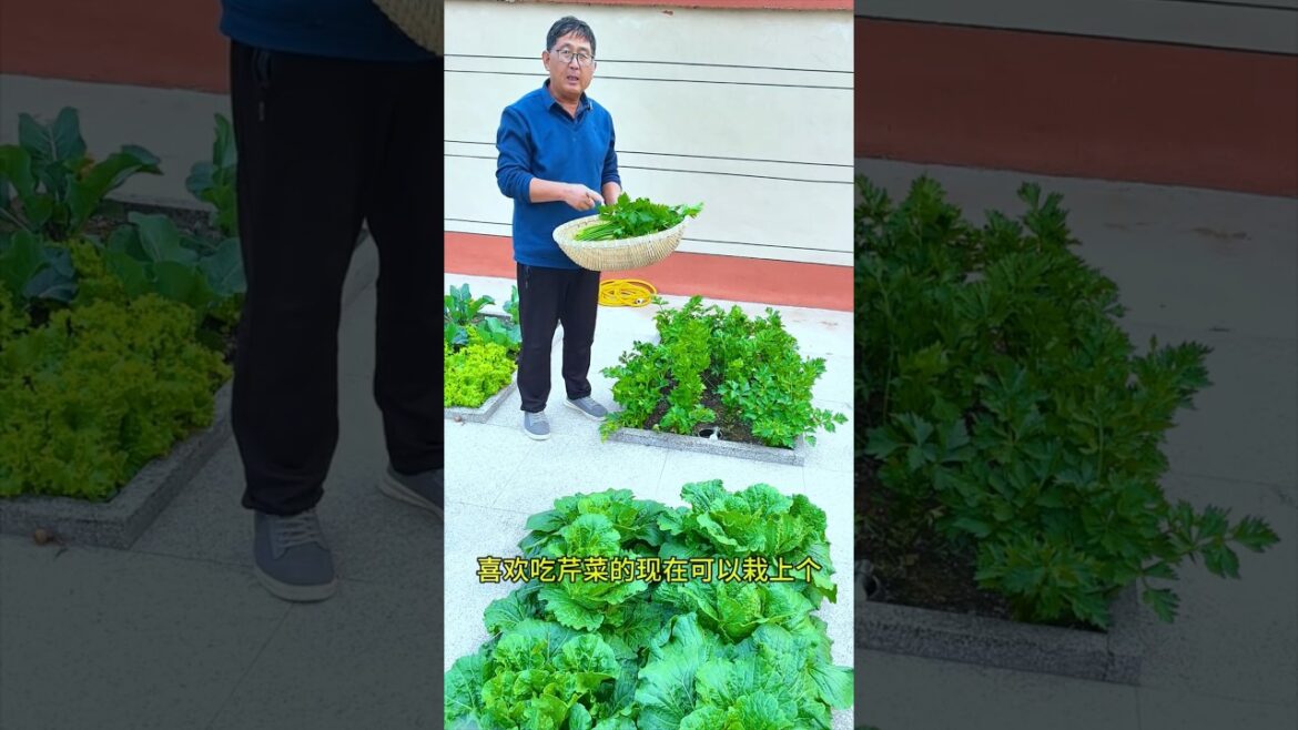 Wow home garden vegetable #shots #youtubeshorts