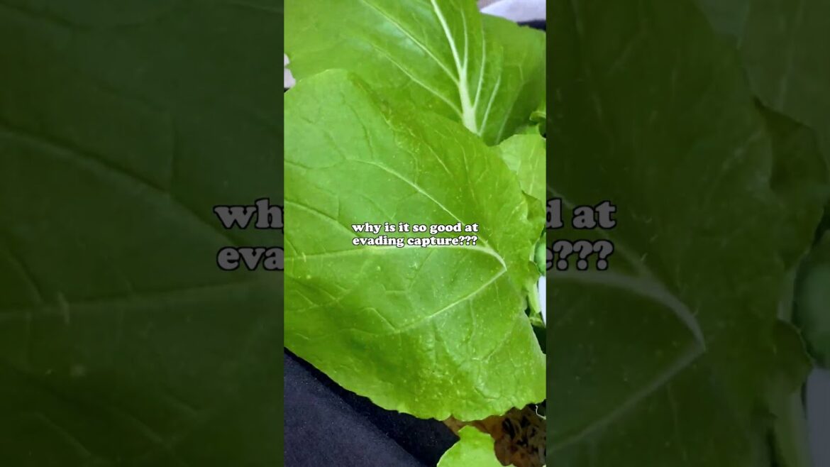 is this the SCARIEST thing in my small container garden? 😱 #garden #gardenpests #smallspacegardening