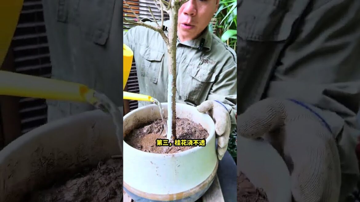 桂花养法很重要,养错了很难养开花,这3大错误不要犯#桂花#盆栽#桂花树 桂花养法很重要,养错了很难养开花,这3大错误不要犯#桂花#盆栽#桂花树