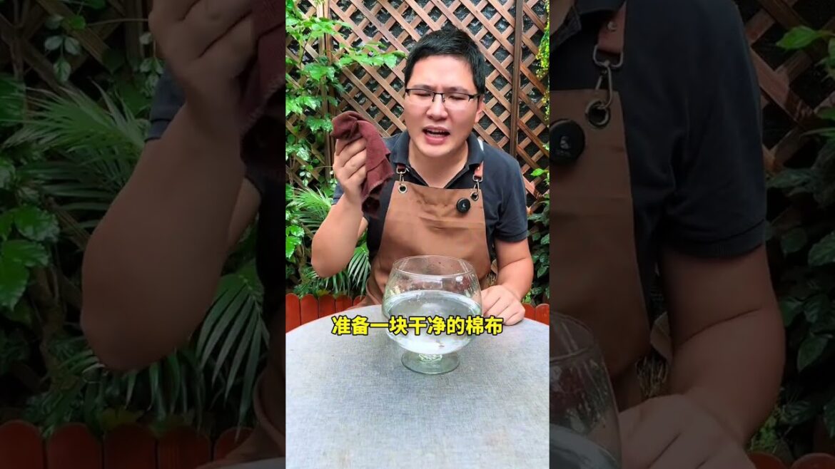 自制豆芽#花卉绿植#种植小技巧#养花小知识